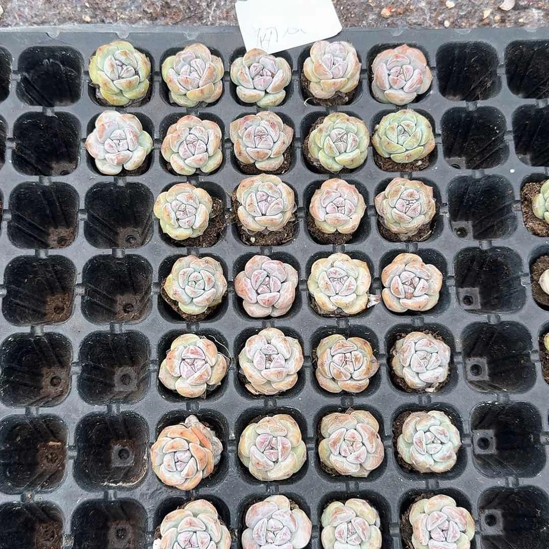 初心一物一拍专拍