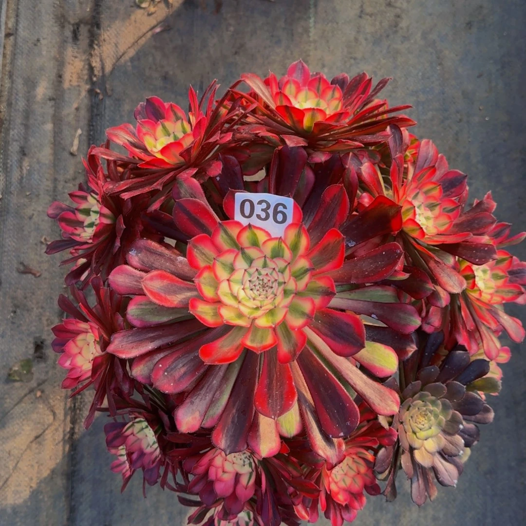 奶***心红铜白0366666666