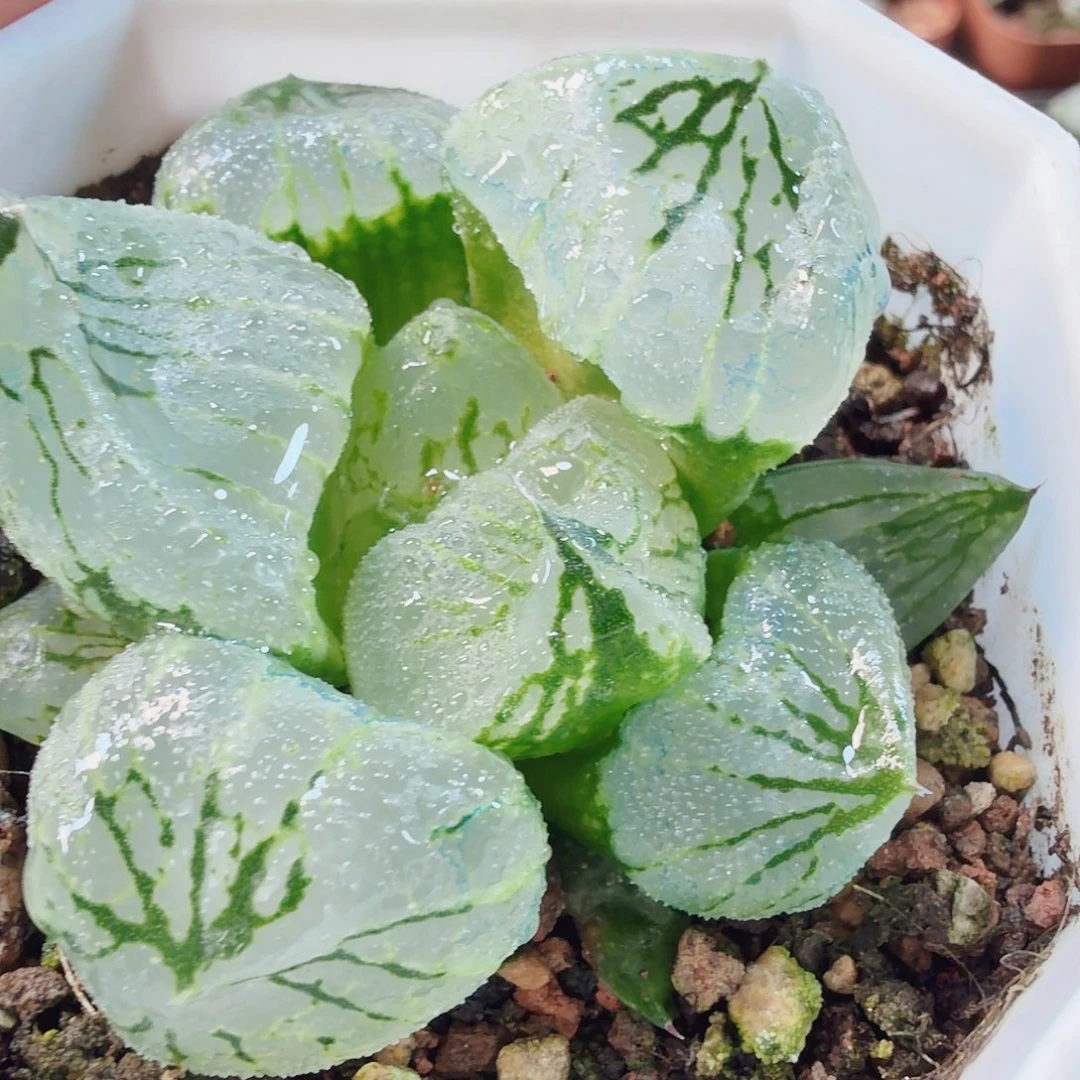 摇***亮十二卷福利杨贵妃巨大窗