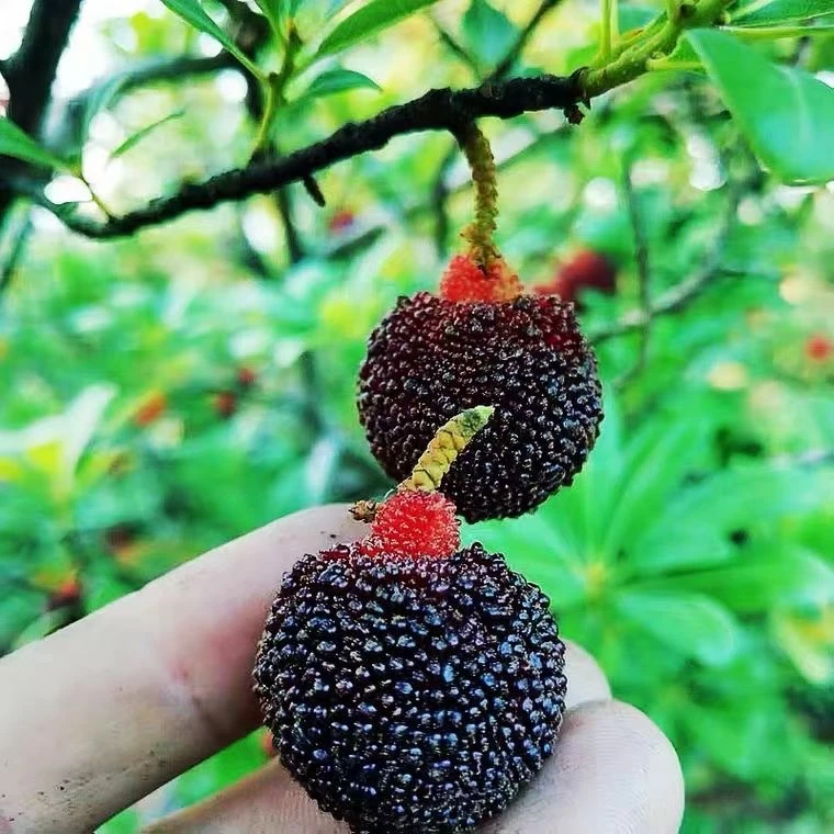 4斤乌酥杨梅大粒酥内八乡乌苏杨梅新鲜杨梅水果广东顺丰包邮