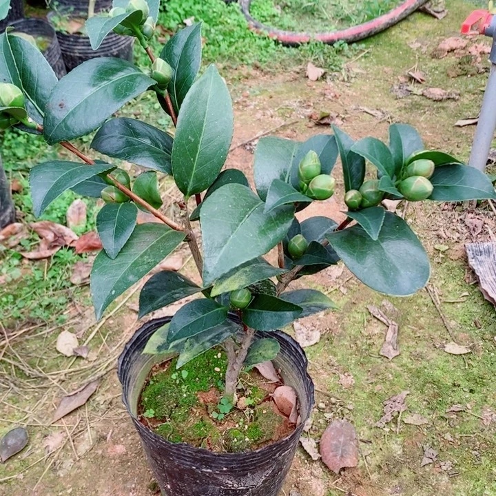 完全开放志愿者茶花