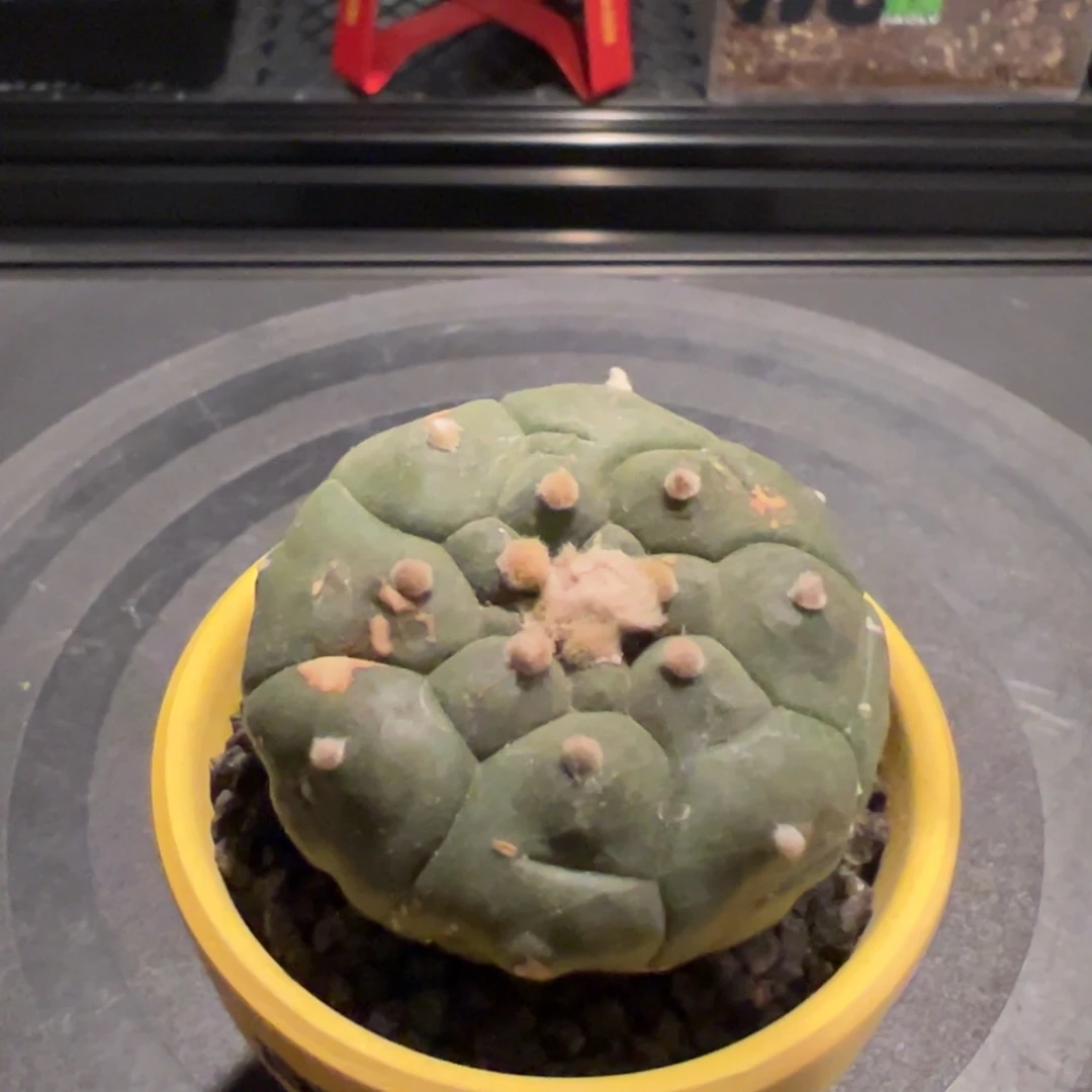 福利款龟甲兜一物一拍非偏远满百包顺丰
