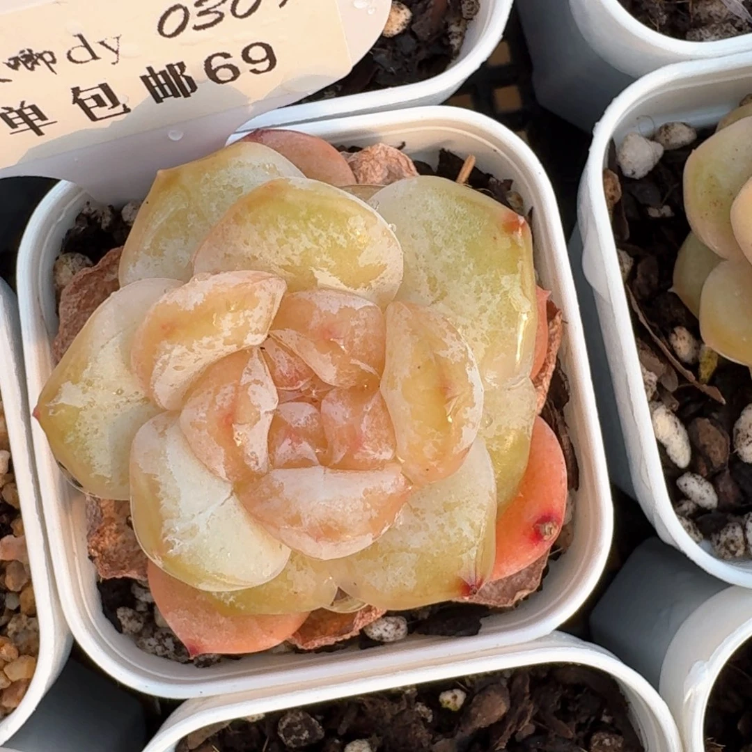 0309-069-编号糖心单头