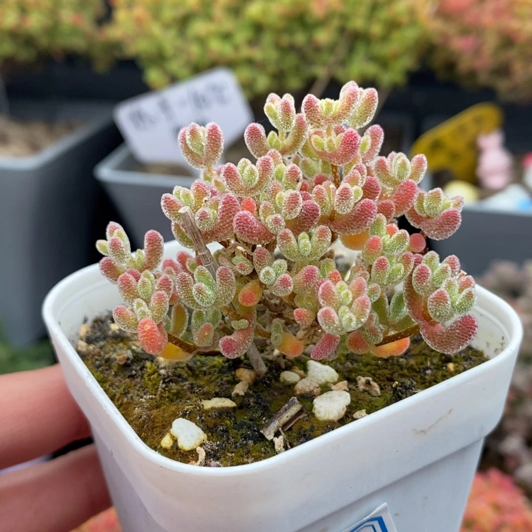 无花朵12号优选粉冰晶（6.5cm盆）