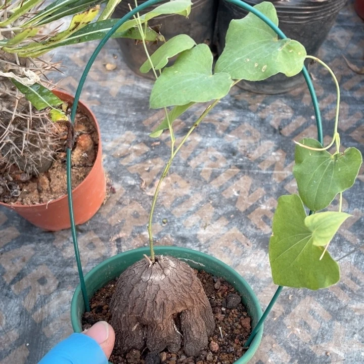 067象足龟甲龙块根