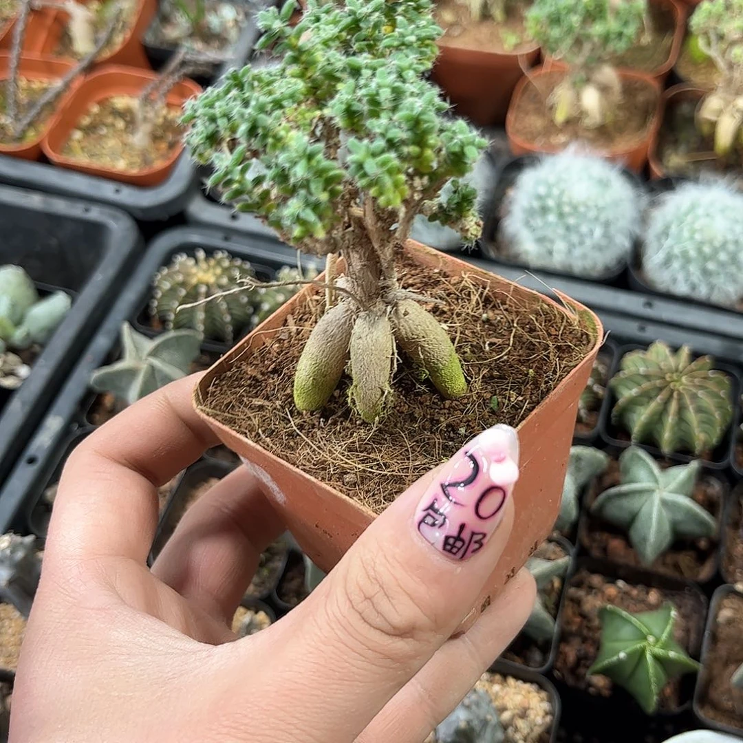 9.8姬红小松有根发货有根