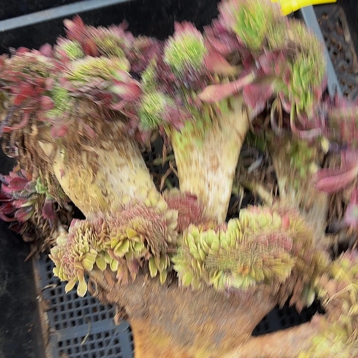 多肉植物福利福利262