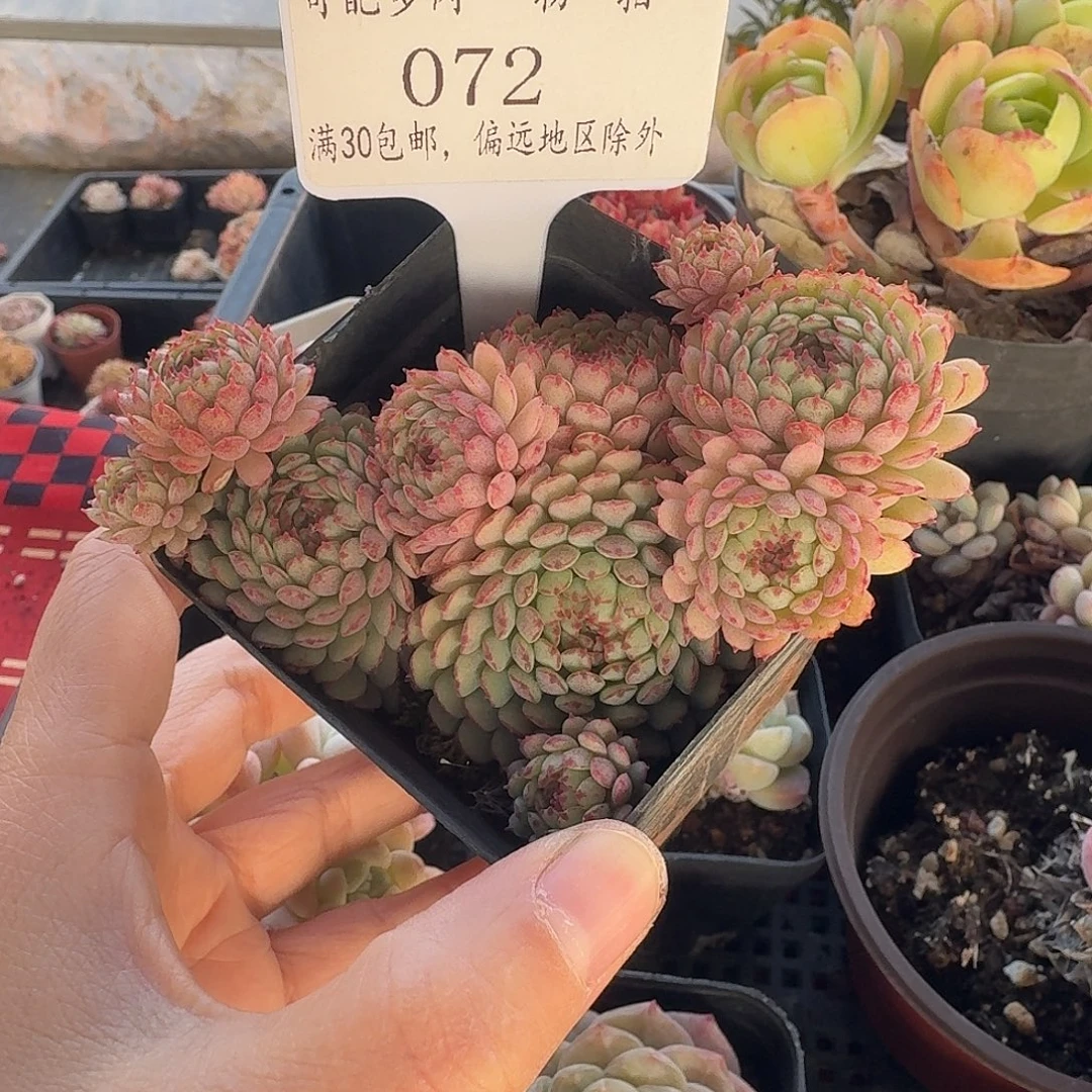 072 脱土 群生不包整 30元包邮非偏远