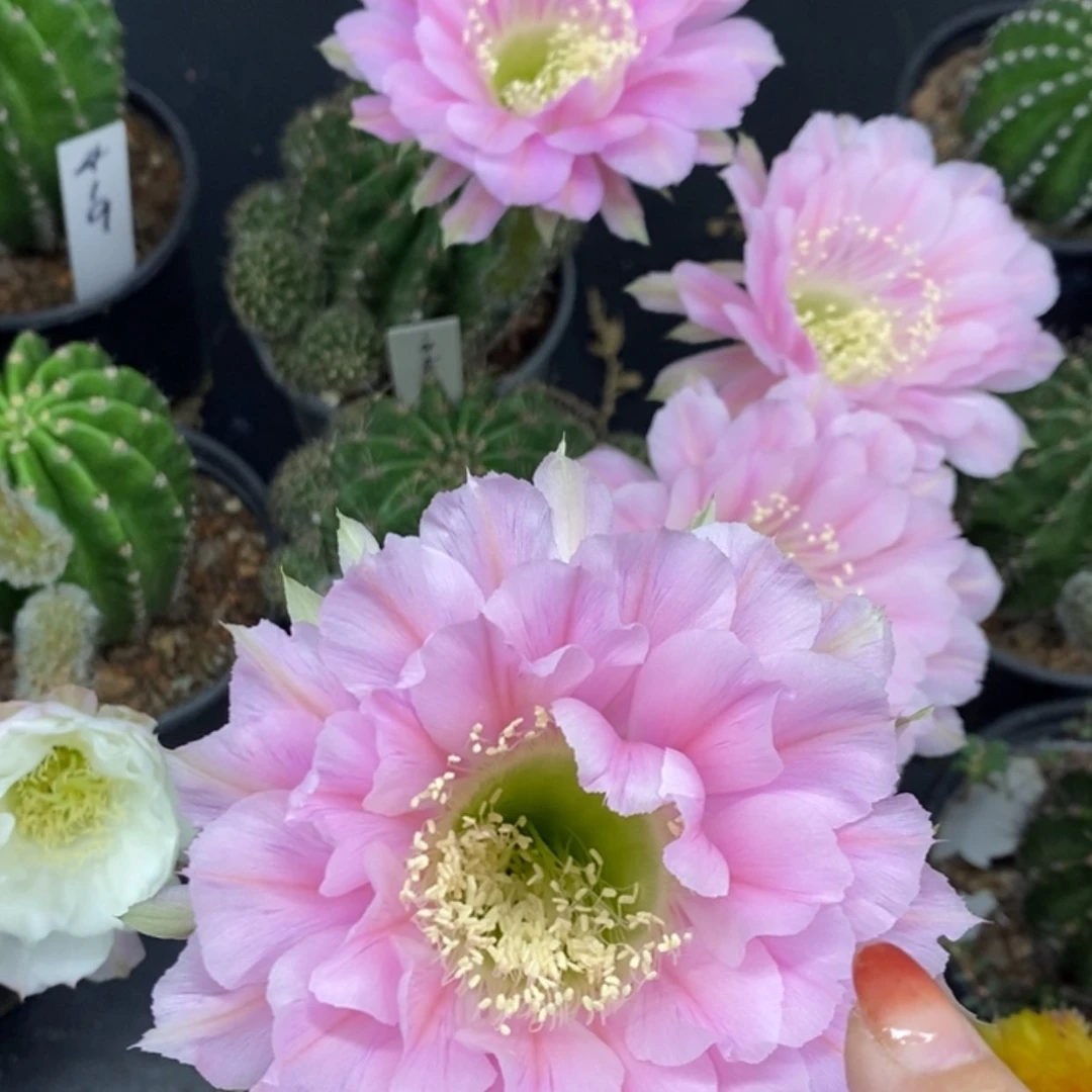 【闪购商品】1050彩草自根粉