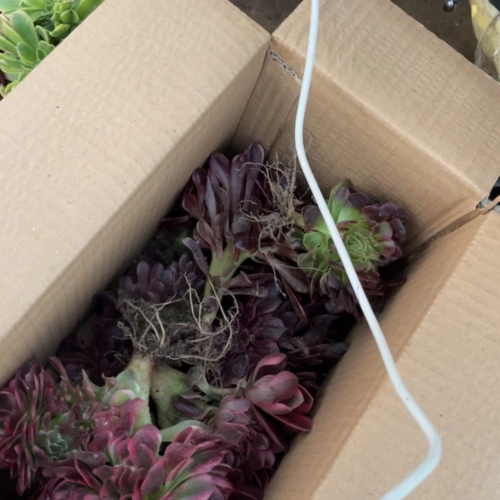 箱拍缀化处理瑕疵品不售后