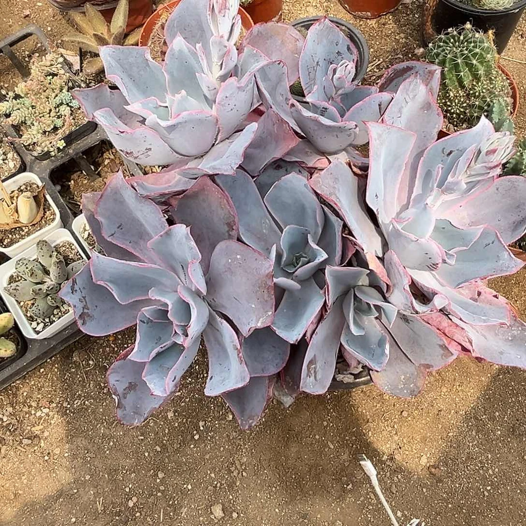 多肉植物晚霞有砍