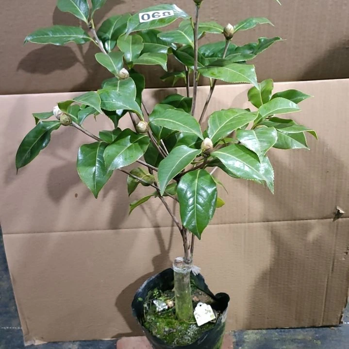 68拉力，原盆原土发货