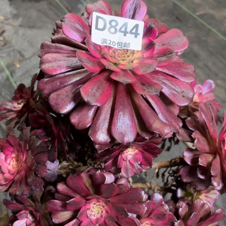 瑞妈一物一拍844