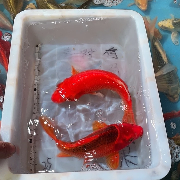 蝴蝶鲤渔场直发18