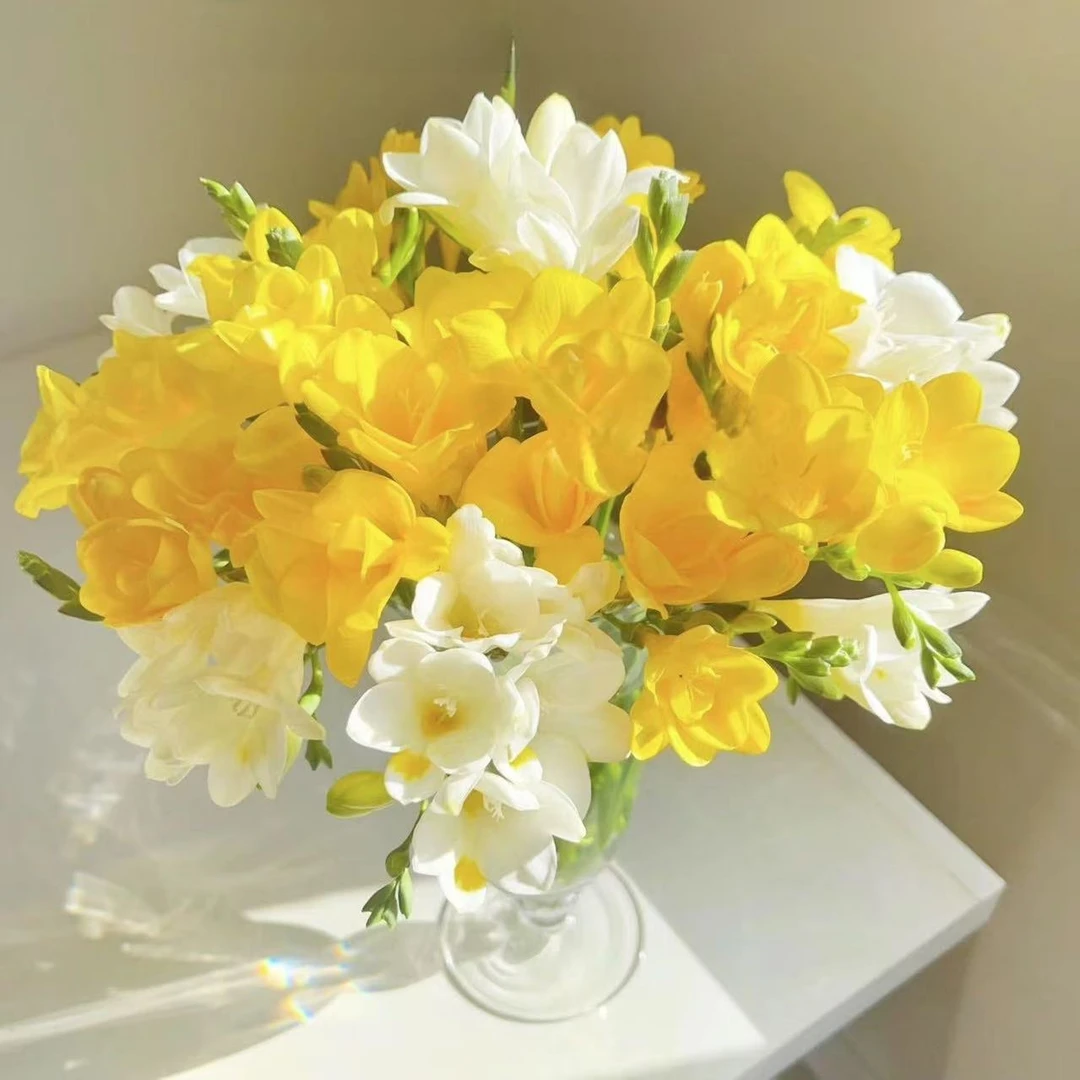 10枝白色香雪兰+10枝黄色香雪兰 （小苍兰）任意两单顺丰或京东快递