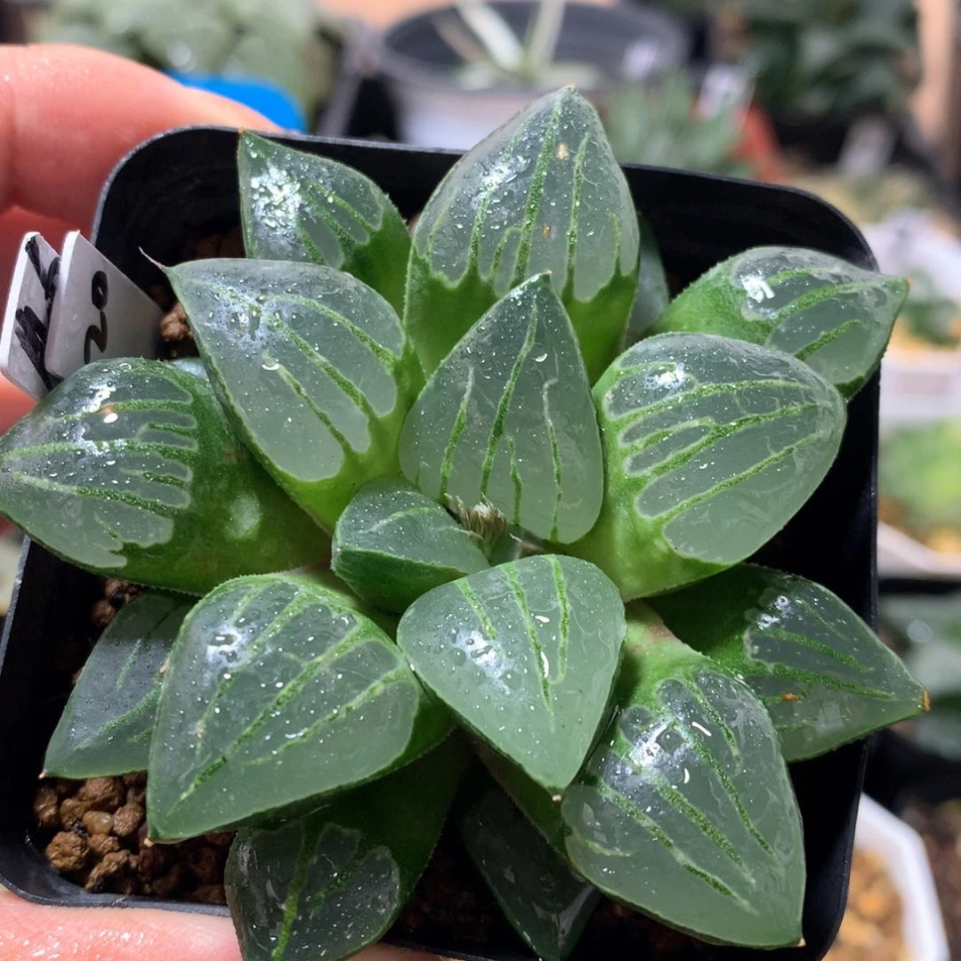 20号翠虎一物一拍