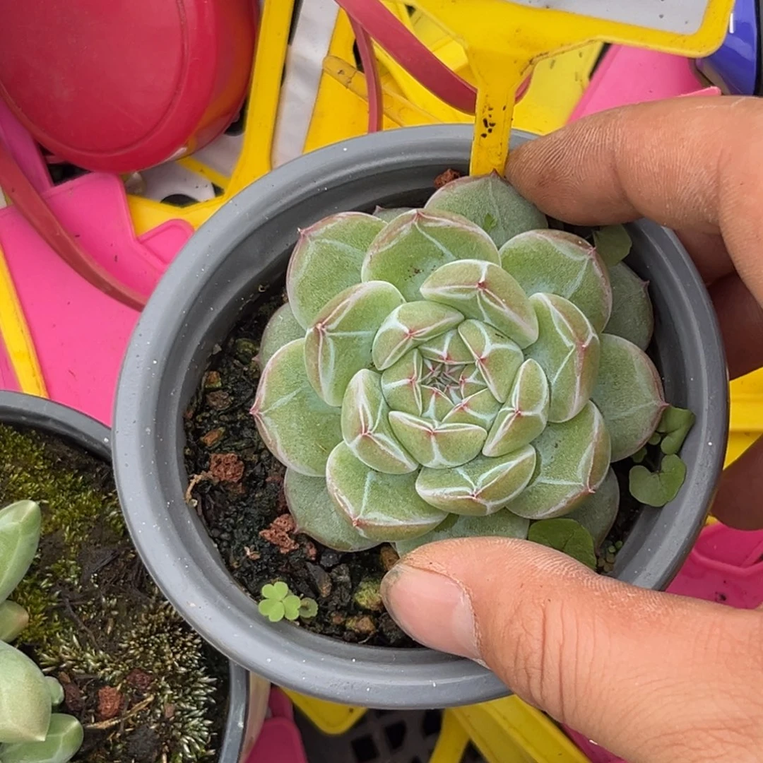 多肉植物雪花美人993