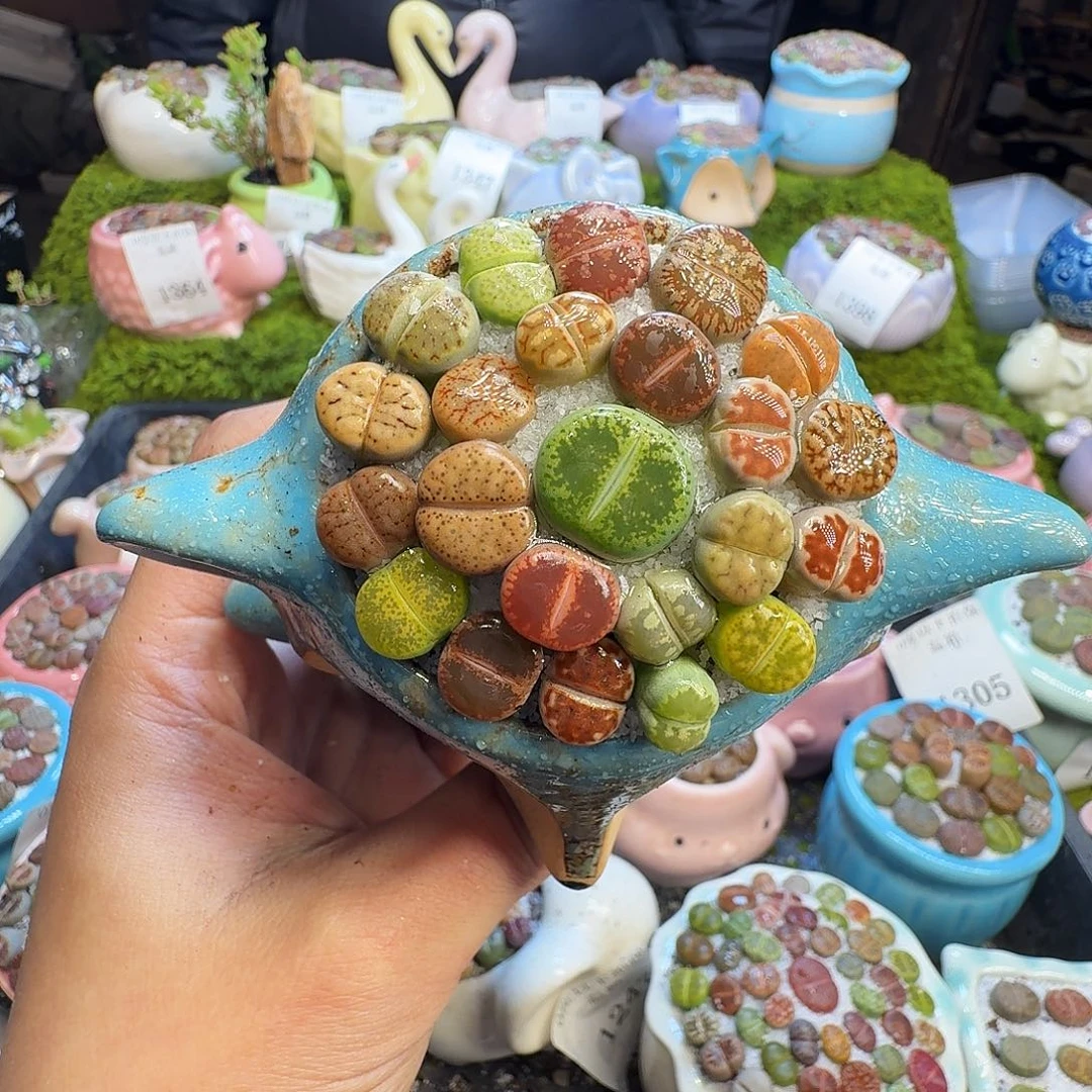 多肉植物和植物的1408