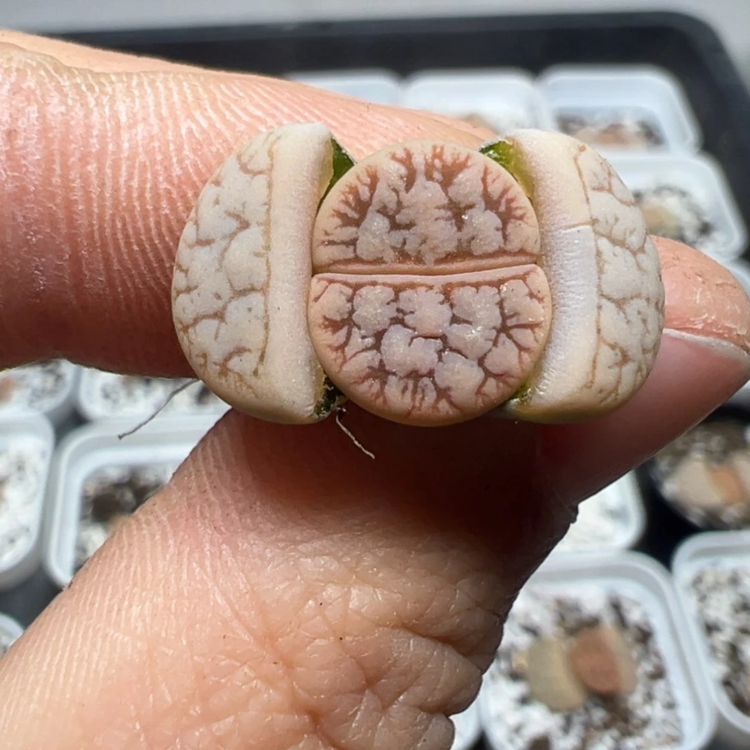 【闪购商品】650……