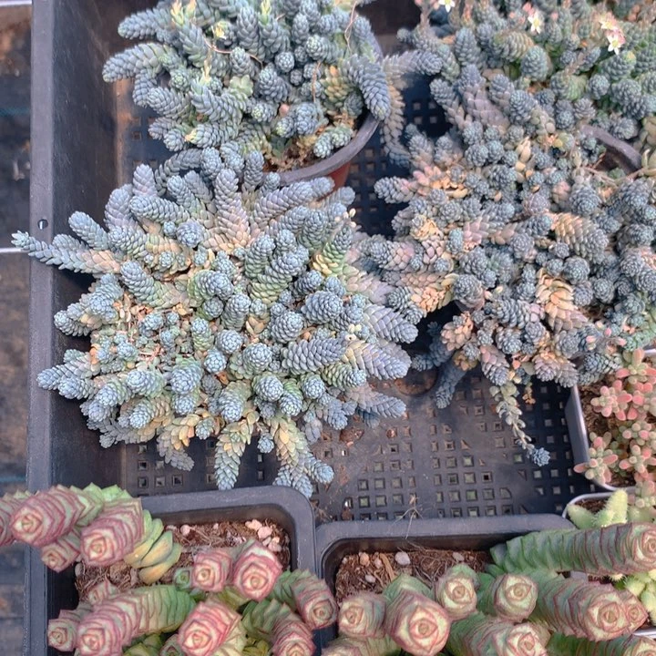 多肉植物套餐一份