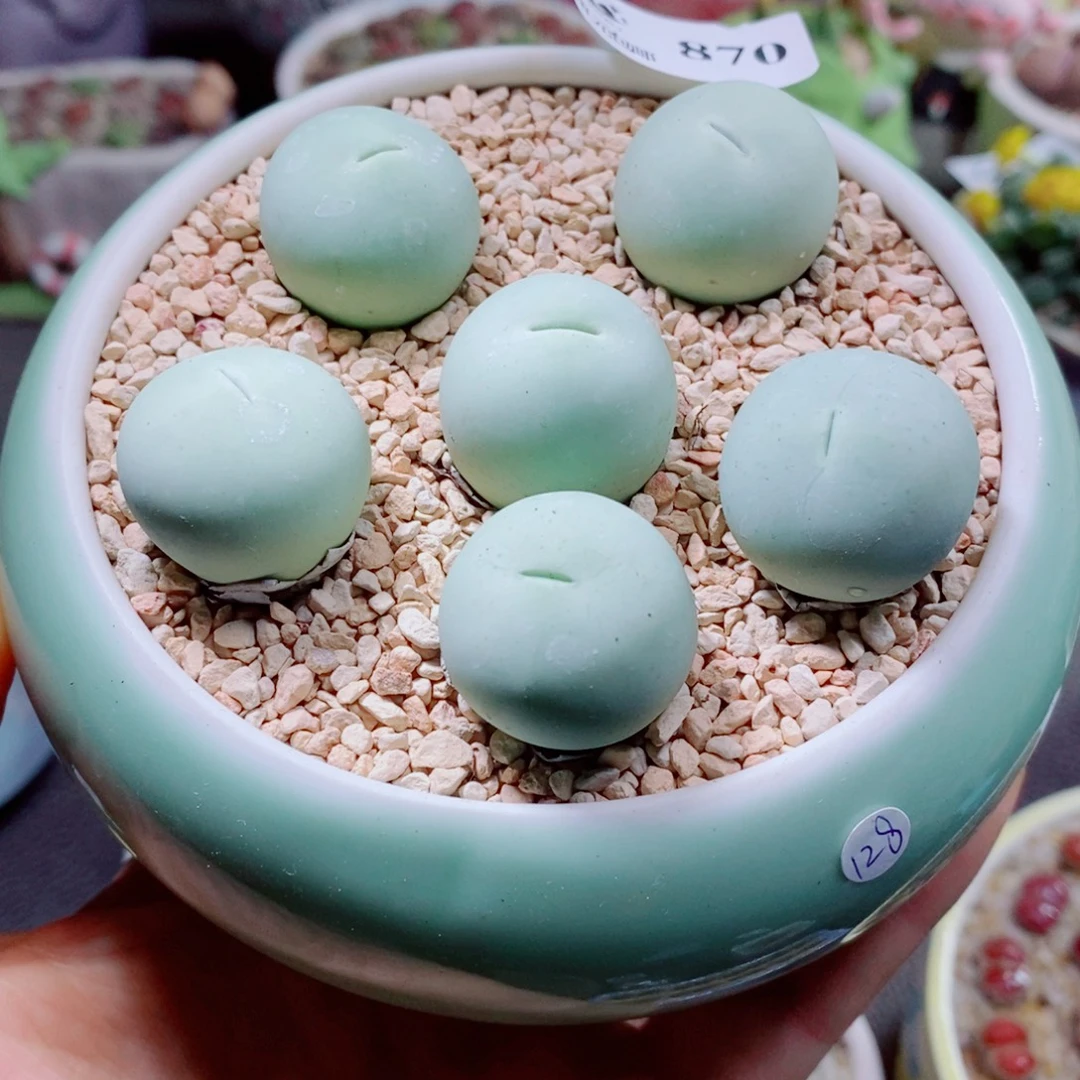 生石花花花花花花花870