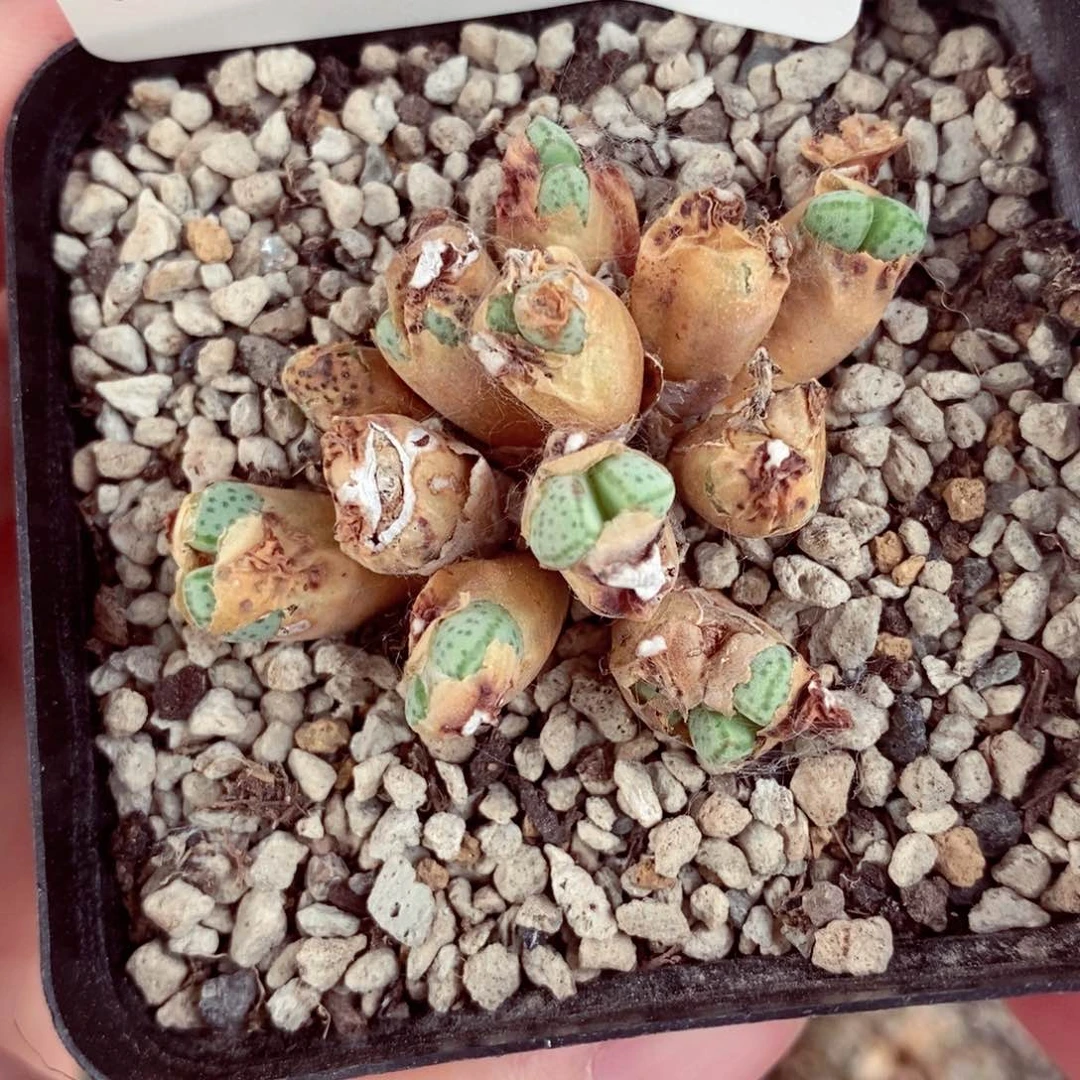 6173。