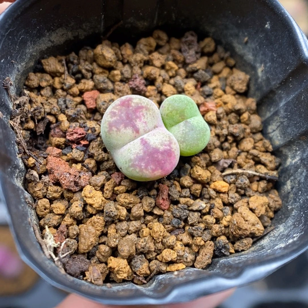 多肉植物肉锥杂交K-6709