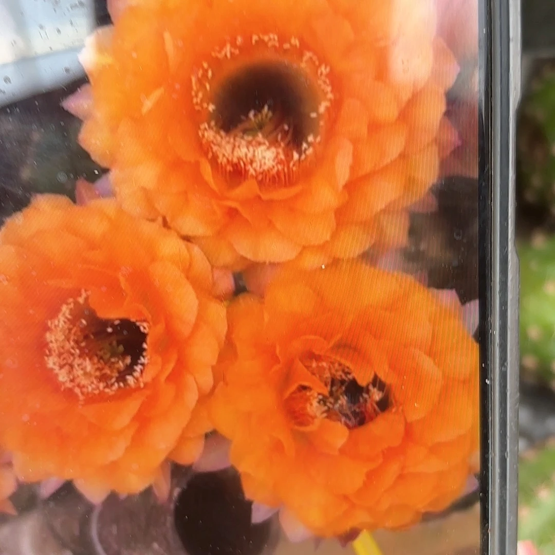 金阁金刚侧牙20包邮2瑕痴花