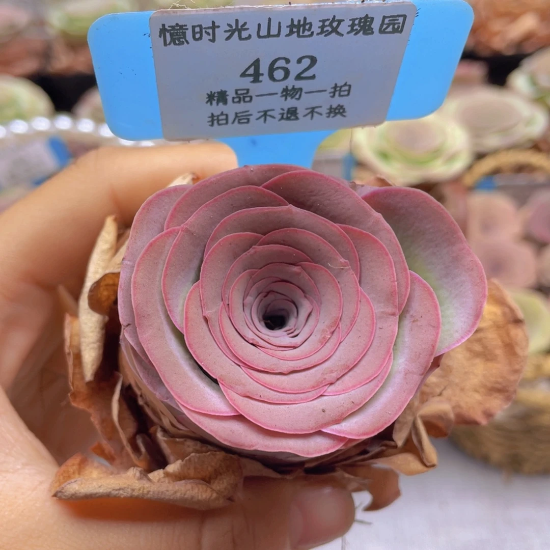 山地玫瑰462裸根发货不售后