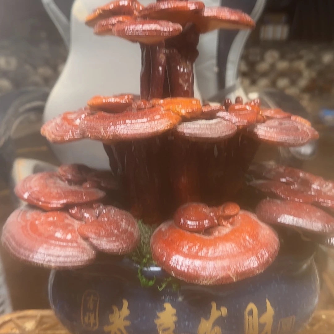 完全开放1号盆景摆件大气好看