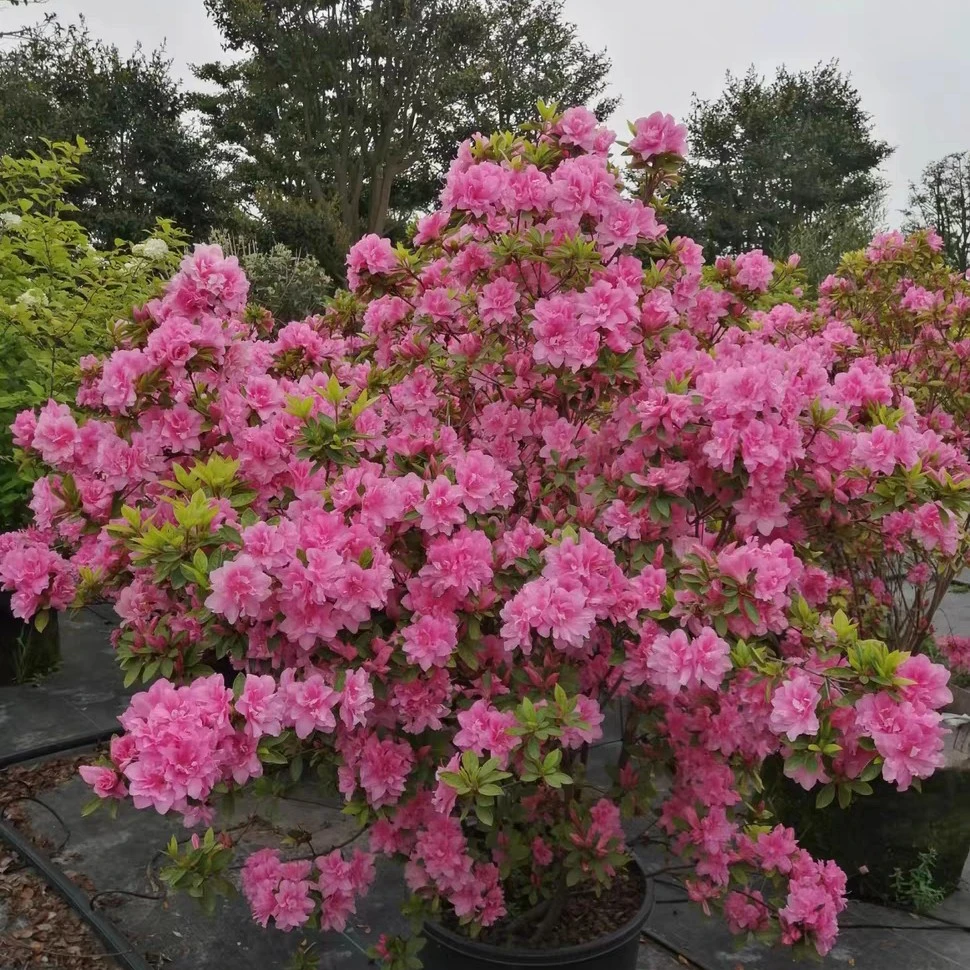 安酷杜鹃四季开花盆栽阳台庭院花多季节开花常绿耐热耐寒花