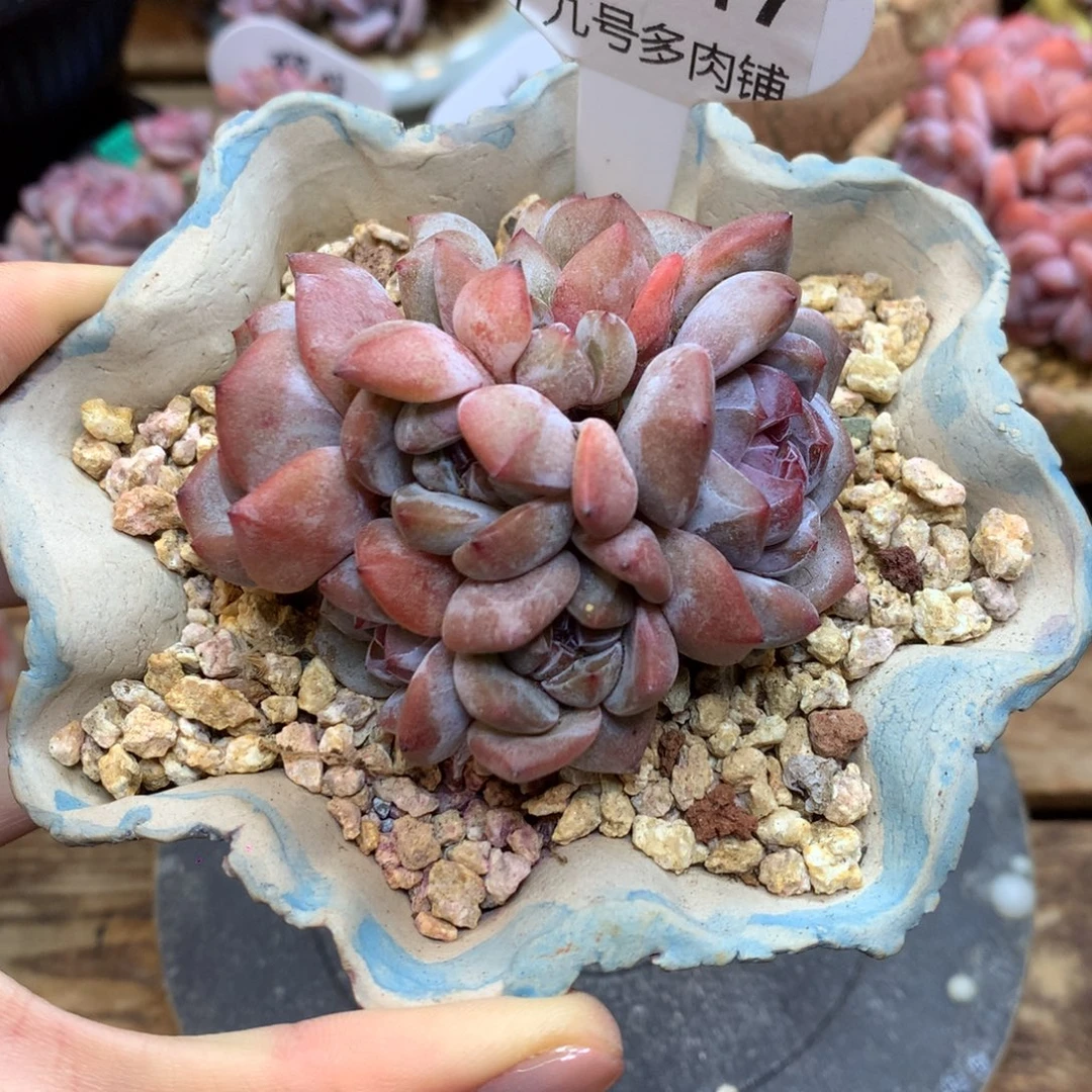 S0847 星影9头 小脸 7cm