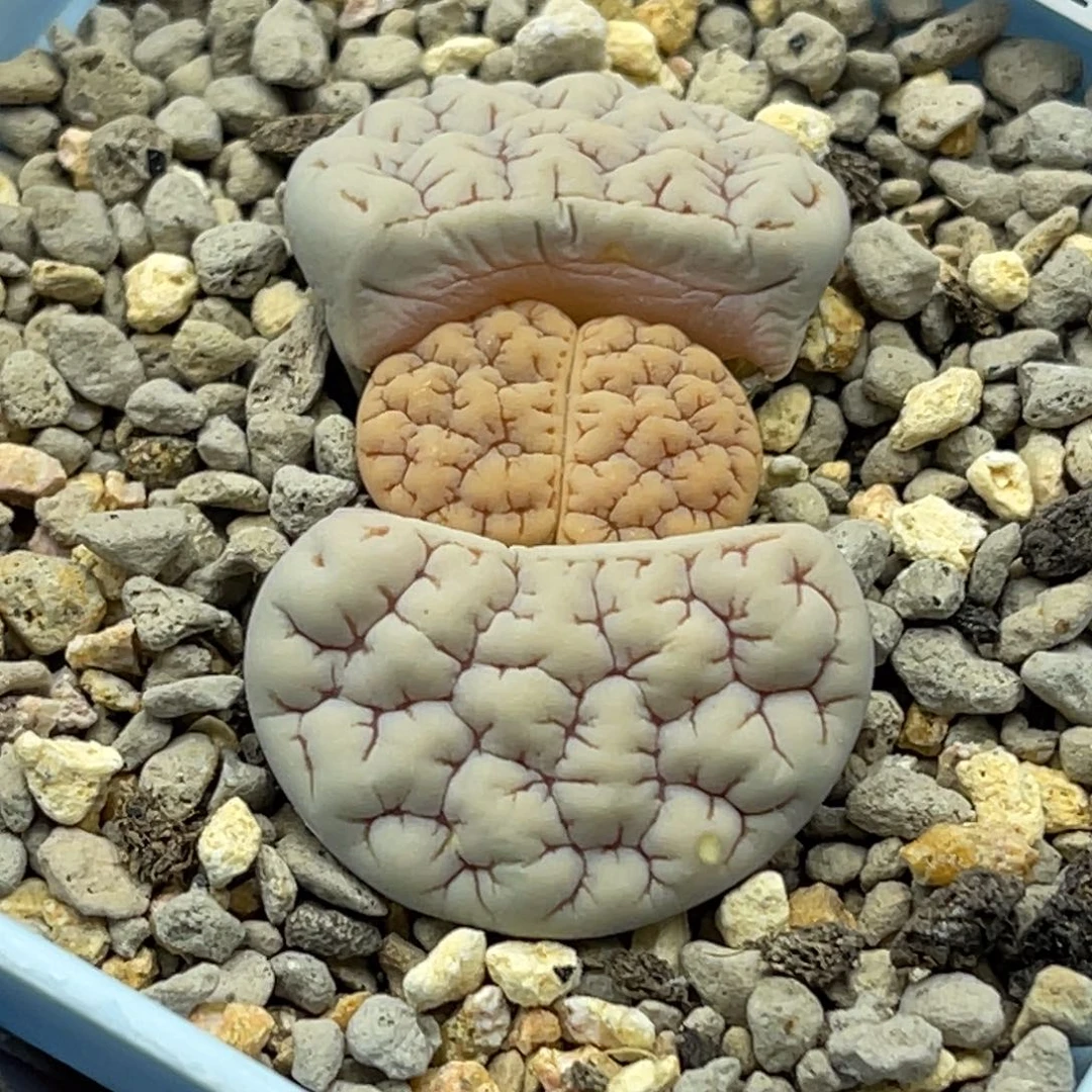 1989白底凹凸红纹连纹189