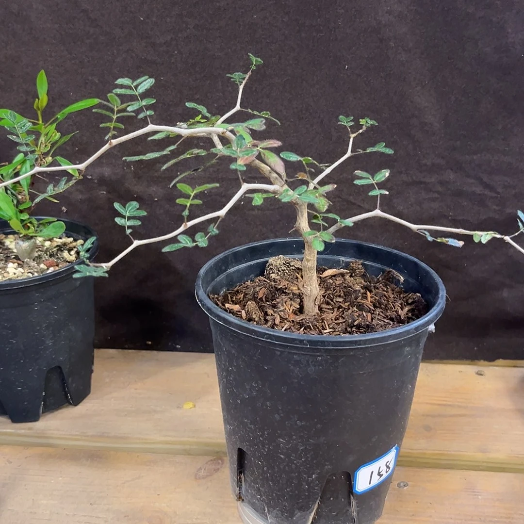 汤圆植物滔天橄榄实生