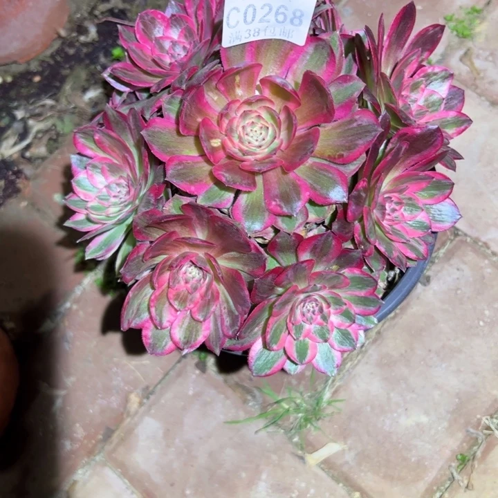 268云荷、多肉植物