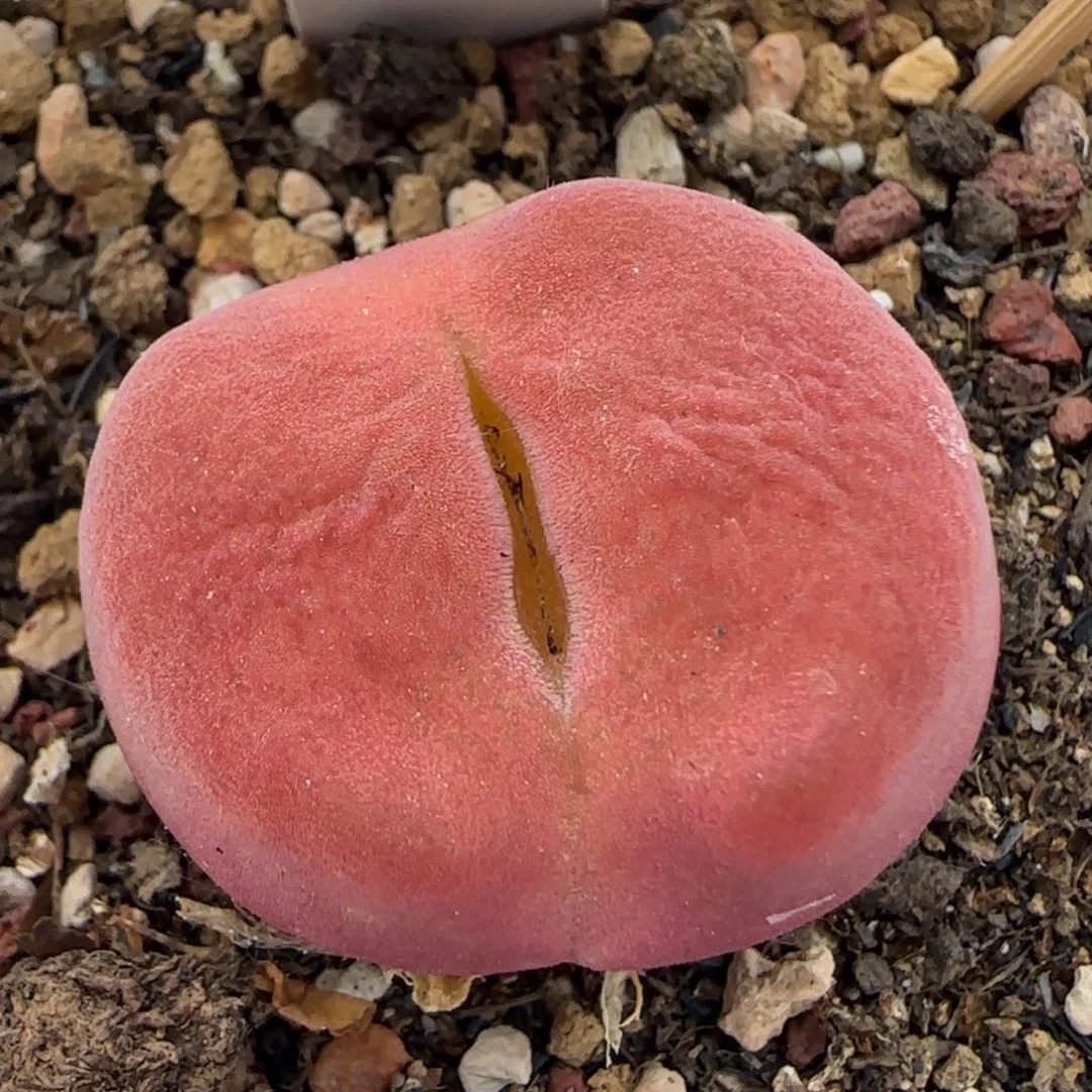 5.29。蟠桃。。9001。