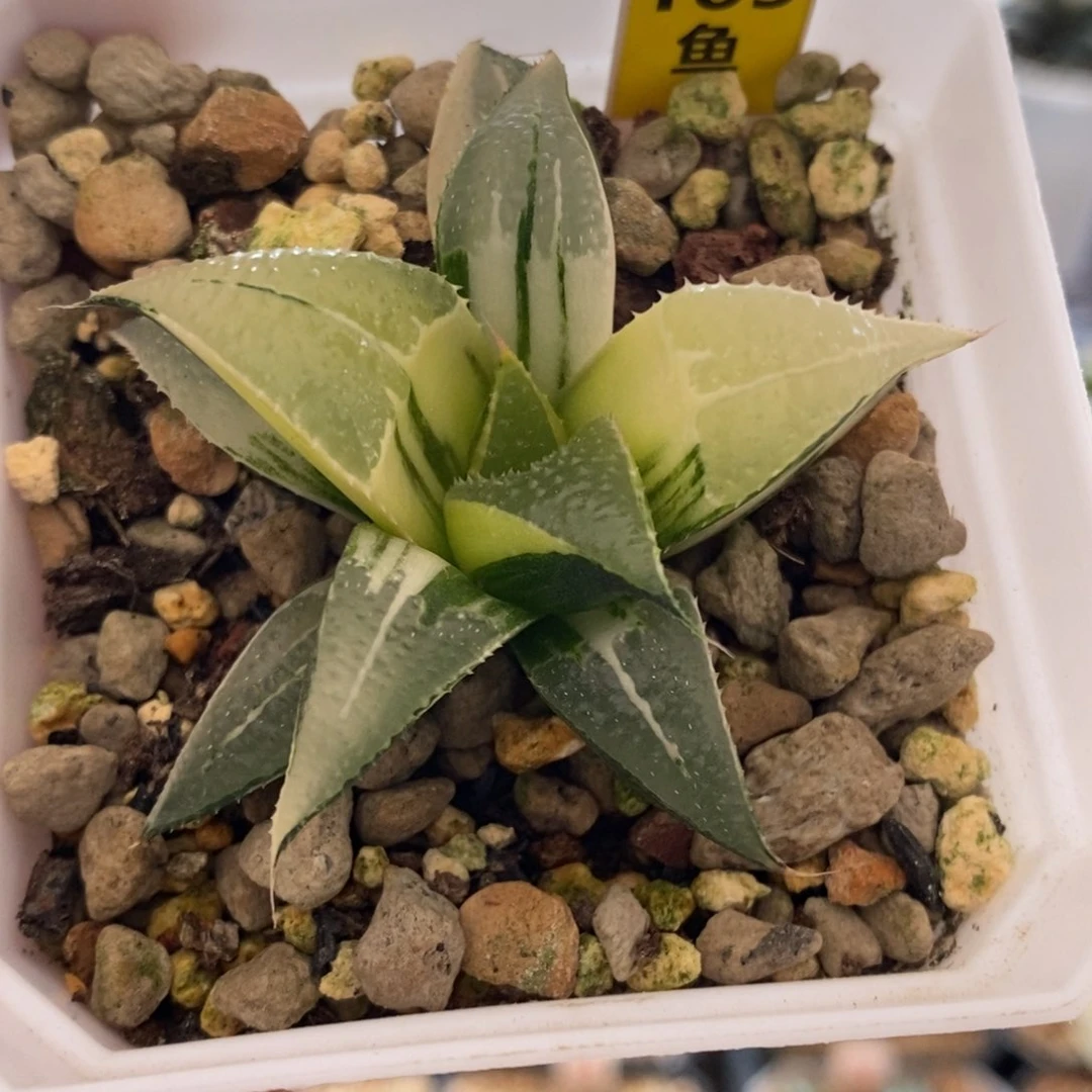 185号芭提雅锦带盆发货