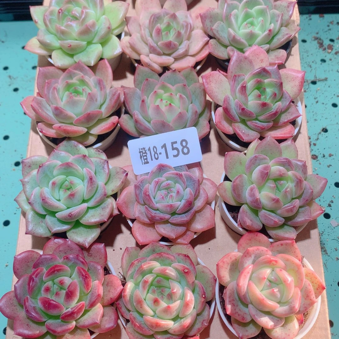 18-158一物一拍多肉带盆18颗