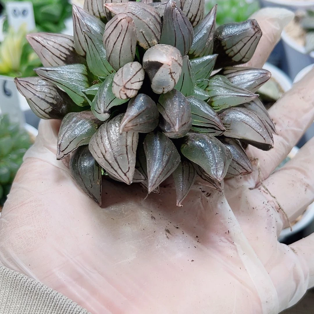 母本西瓜寿特价处理