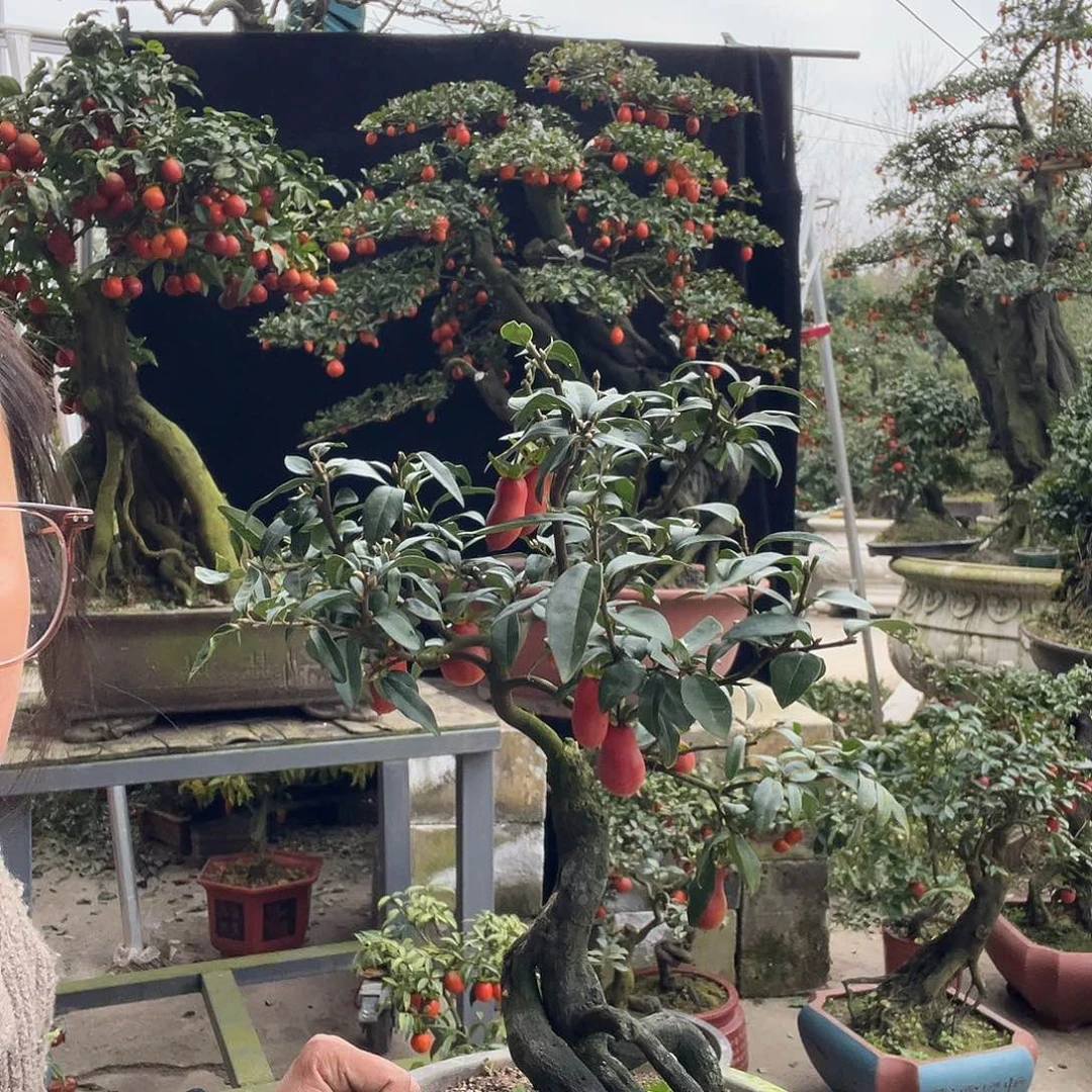 金弹子盆景喜欢的来