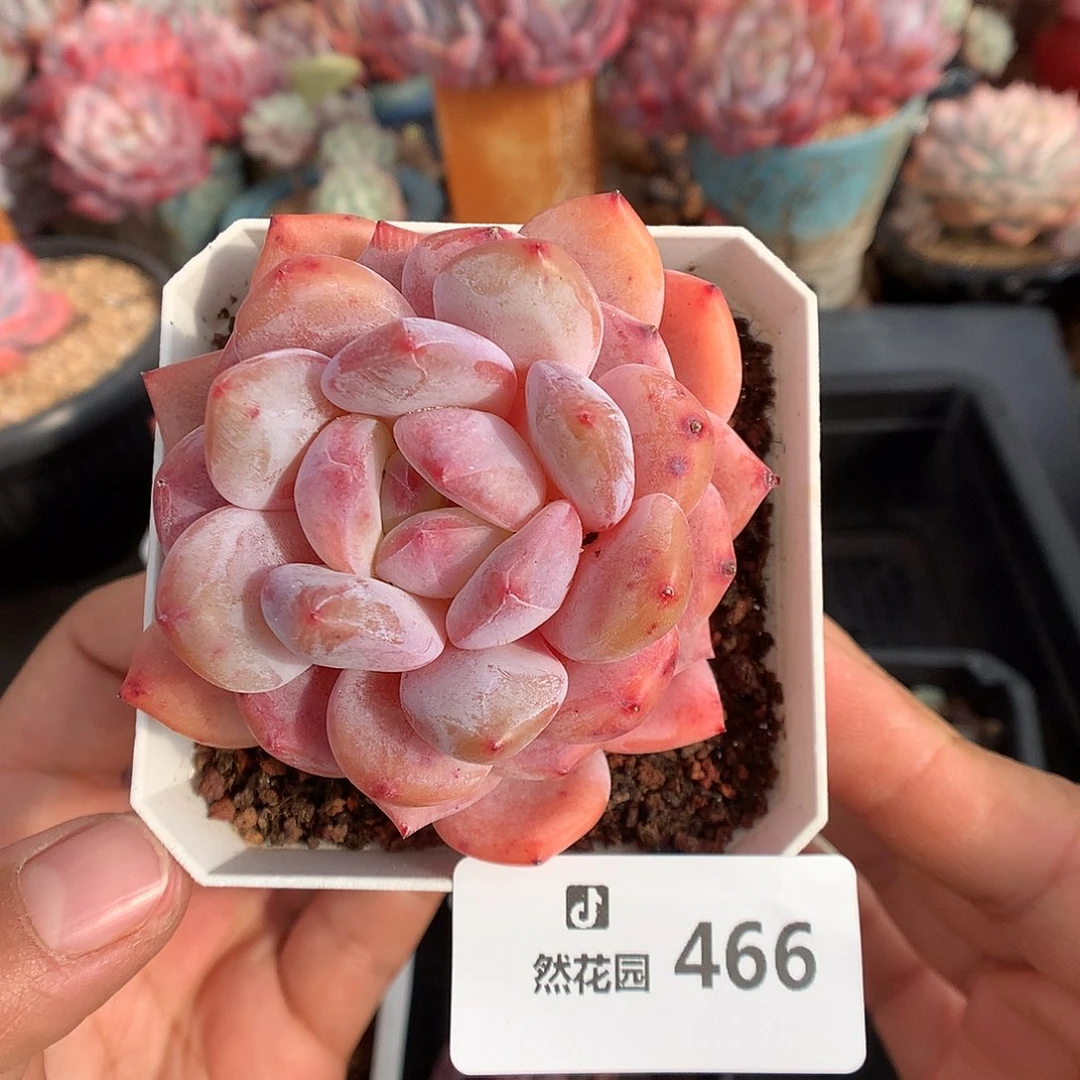 466韩橙多肉植物666