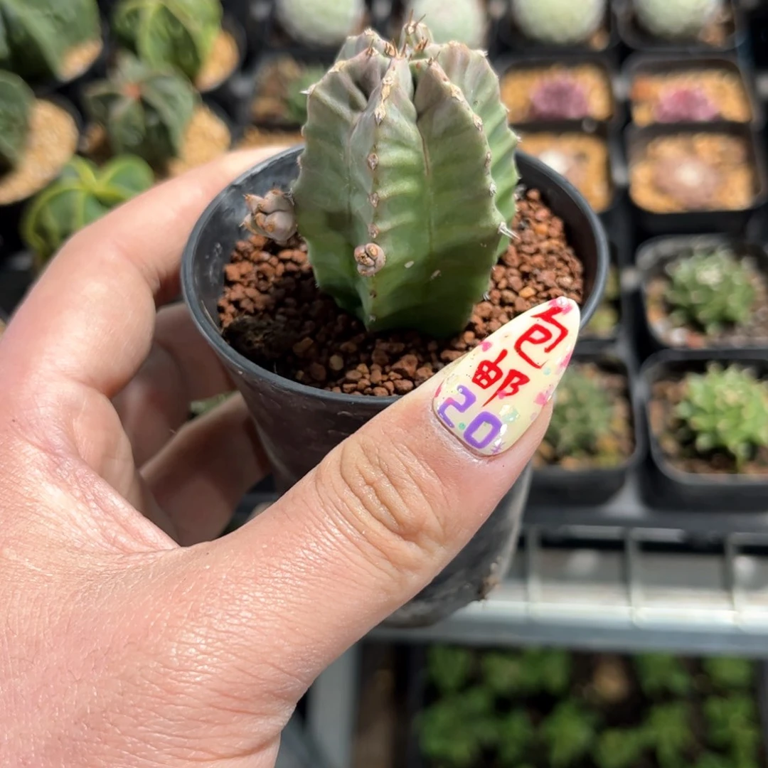 ?*✜24370一物一拍单头发货