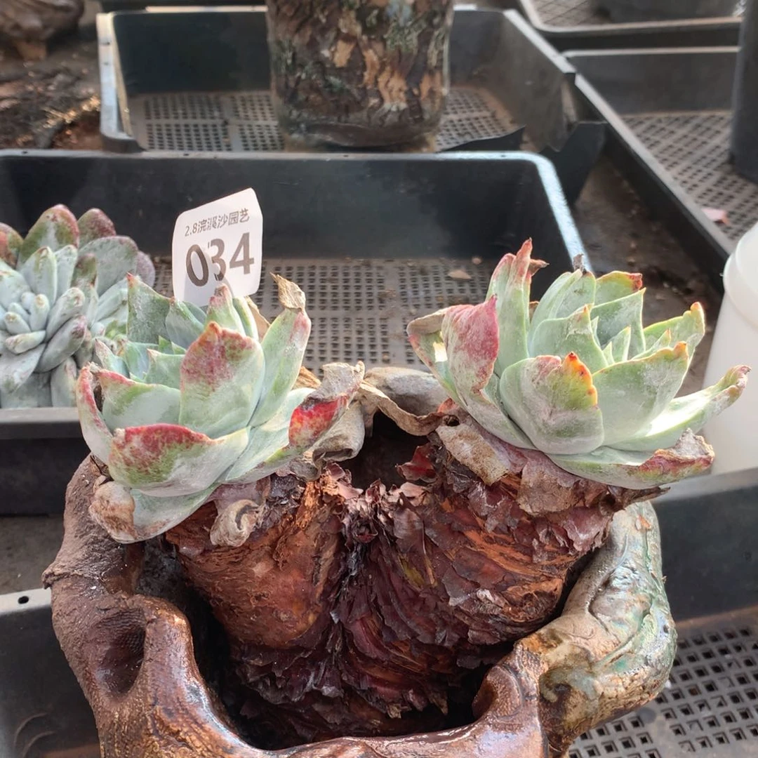 奥**1浦西非克034多肉植物