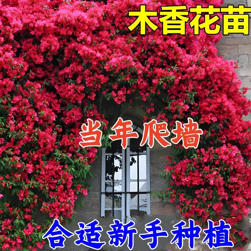 1.5-1.7米高 红木香花苗爬藤植物庭院阳台四季耐寒植物盆栽大苗