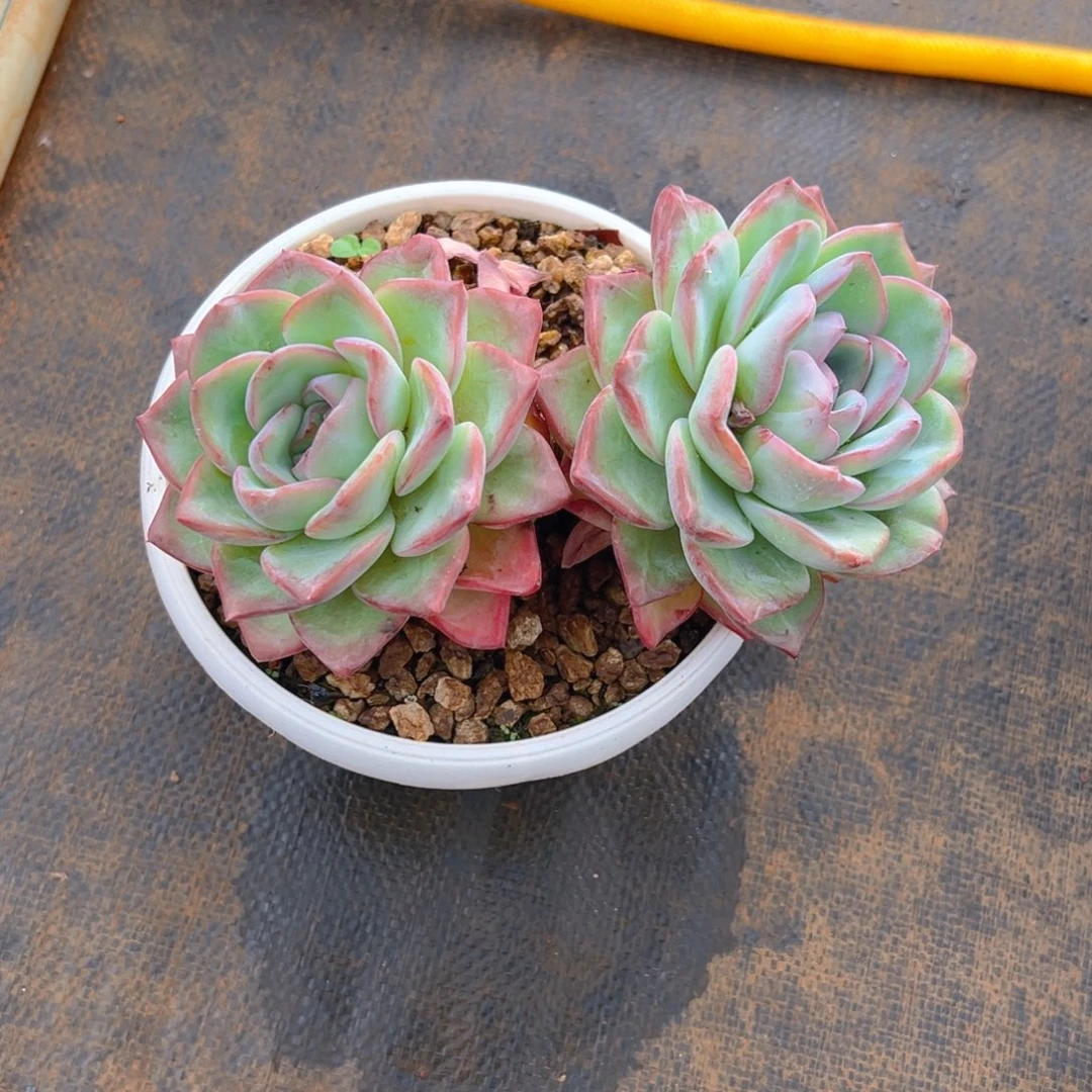 发货9177777777777