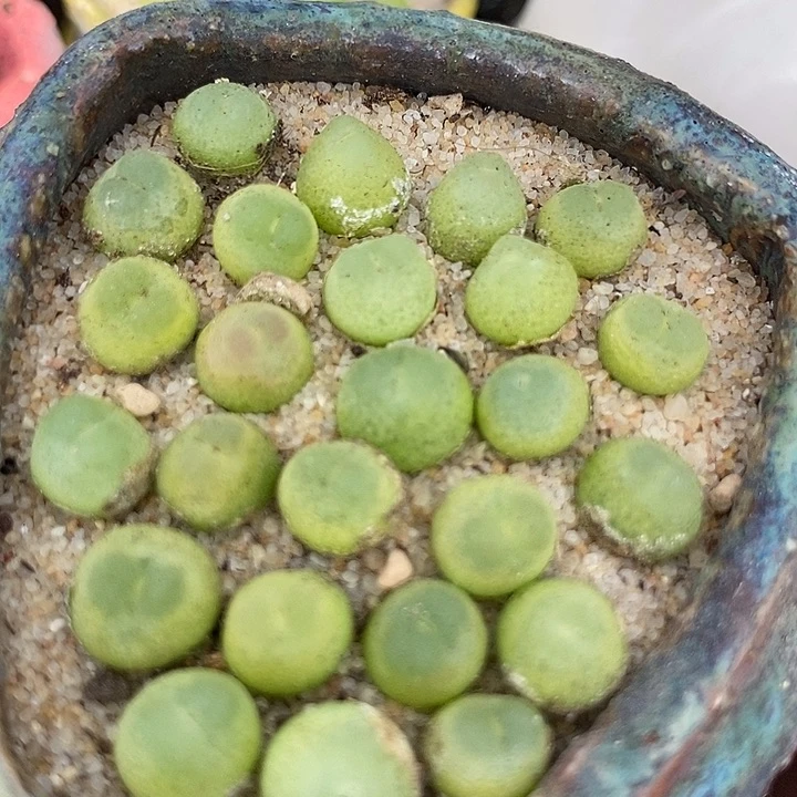 紫皮拉登一颗  0.6-0.8厘米