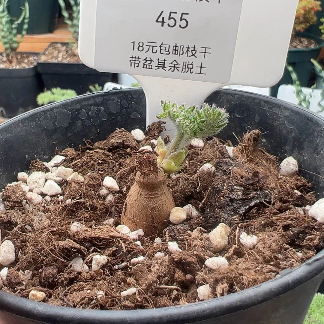 ꧁****꧂455号枯木洋奎12.13多肉