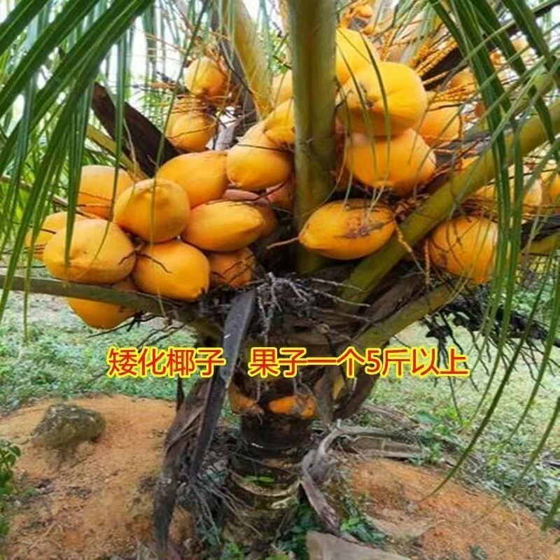 黄金香水椰子苗矮化金椰苗带土带叶可盆栽地栽庭院抗寒南北果树苗