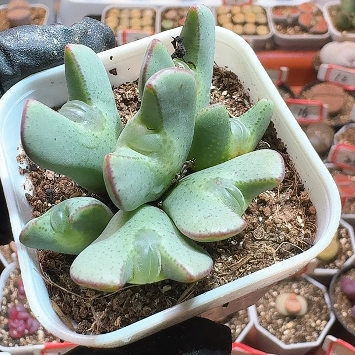 书*生石花23:：/。  153