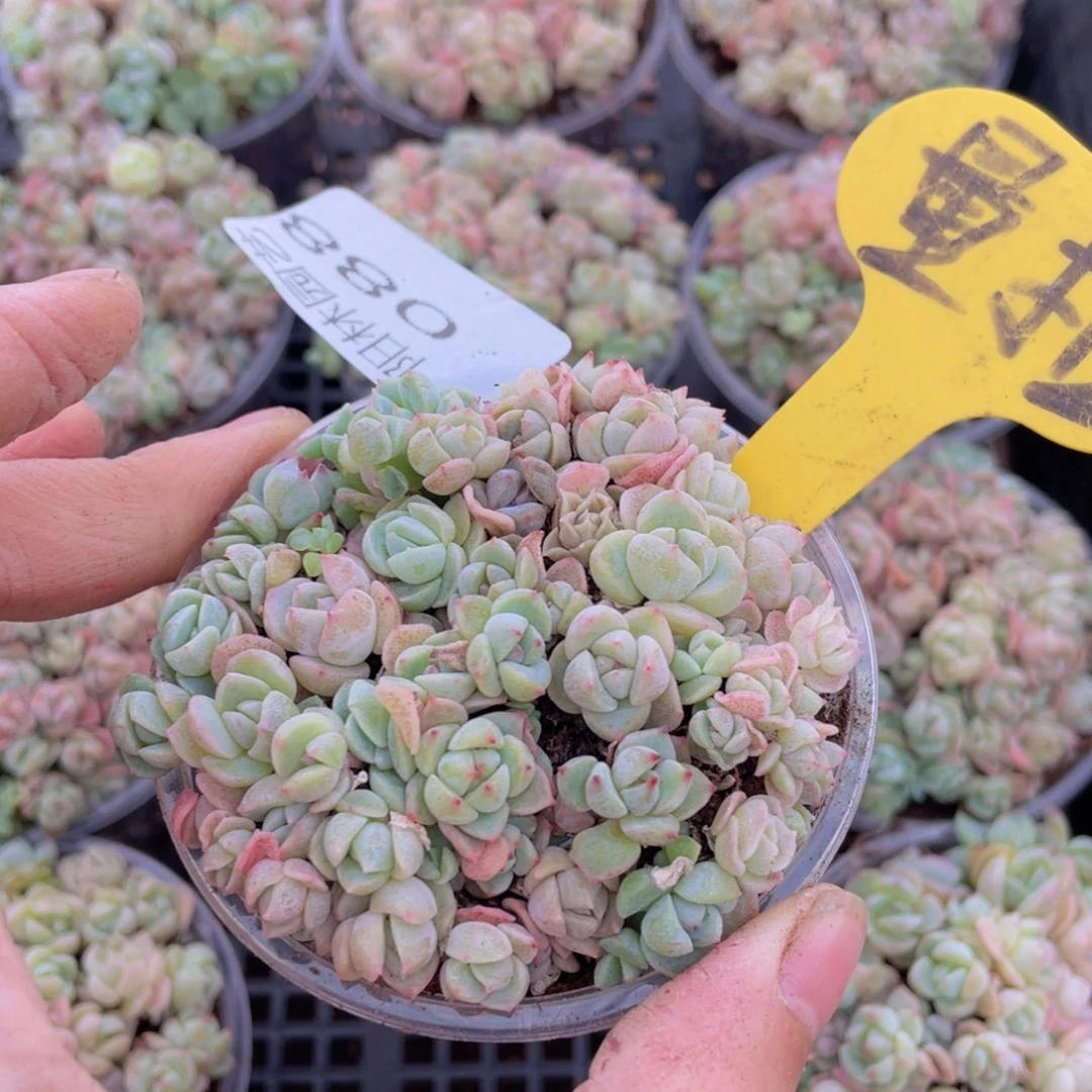 量拍多肉植物多肉植物88
